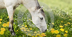 Horses standing eating on meadow dandelions grass background