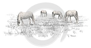 Horses standing eating on meadow grass background