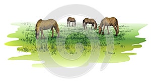 Horses standing eating on meadow grass background