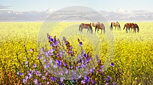 Horses standing eating on meadow grass background