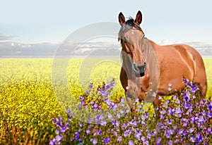 Horses standing eating on meadow grass background