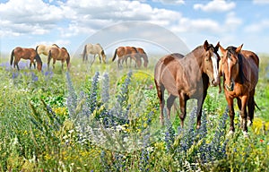 Horses standing eating on meadow grass background