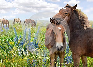 Horses standing eating on meadow grass background