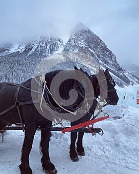 Horses are standing in front of Rocky Mountain.