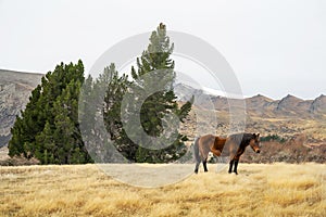 Horses standing in a pasture with mountains in the background