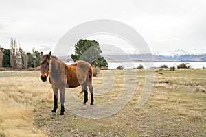 Horses standing in a pasture with mountains in the background