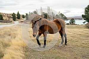 Horses standing in a pasture with mountains in the background