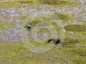 Horses standing in a serene lake in Gomez Farias, Michoacan, Mexico