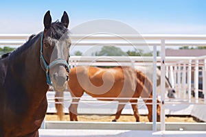 Horses are standing in their paddocks and eating hay