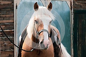 Horses are standing in the village in the fresh air