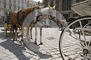 Horses on the Stephanplatz, Vienna