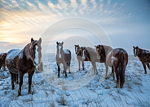 Horses in the steppe photo