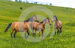 Horses in the steppe. Pets graze in the spring steppe.