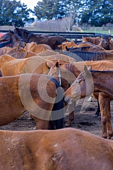 Horses in stockyards on a rural property photo