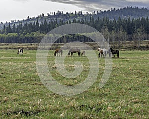 Horses on the Stoney Indian Reserve