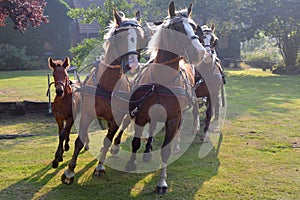 Horses strained photo