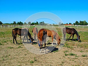 Horses in Stud Farm