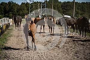 horses in a stud farm