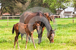 Horses Stud Farm