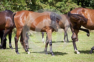 Horses are stung by insects