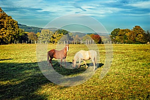 Horses at summer farm field