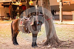 Horses in the summer forest