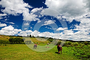 The horses in the summer grassland