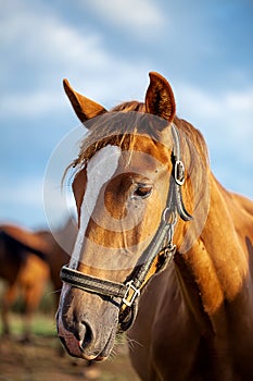 horses in a summer meadow