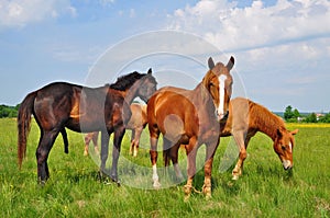 Horses on a summer pasture