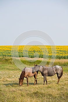 Horses By Sunflowers