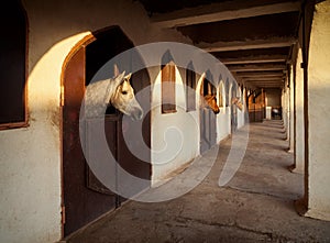 Horses in a Sunlit Stable Extending Their Necks Out of the Window