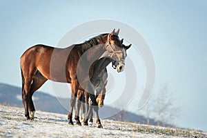 Horses on a sunny winter morning