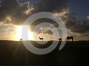 Horses at Sunrise