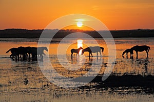 Horses at sunset.
