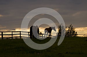 Horses at sunset