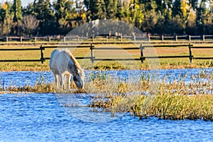 Horses in the sunset at the wetlands of Aiguamolls Natural Park, Catalonia, Spain. photo