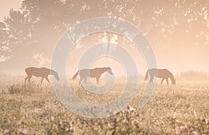 Horses in sunshine and fog