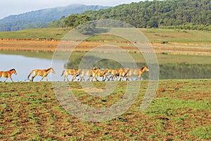 Horses on Suoi Vang riverside, Da Lat city, Lam province, Vietnam