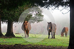 Horses surrounding by trees