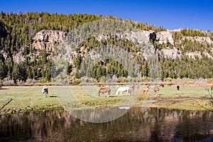 Horses at Sweetwater Lake