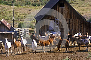 Horses at T Lazy Ranch, Aspen, CO, Maroon Bells