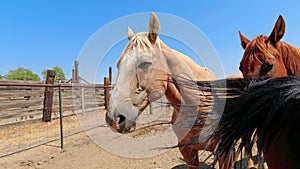 Horses tails swishing against a blue sky