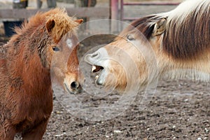 Horses talking