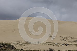 Horses At Te Paki Dunes, NZ