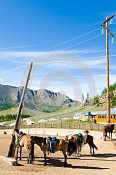 Horses at tethering posts