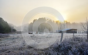 Horses in their corral on a frosty November morning.