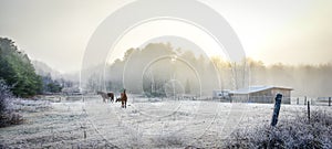 Horses in their corral on a frosty November morning.