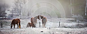 Horses in their corral on a frosty November morning.