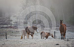 Horses in their corral on a frosty November morning.