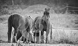 Horses in their corral on a frosty November morning.